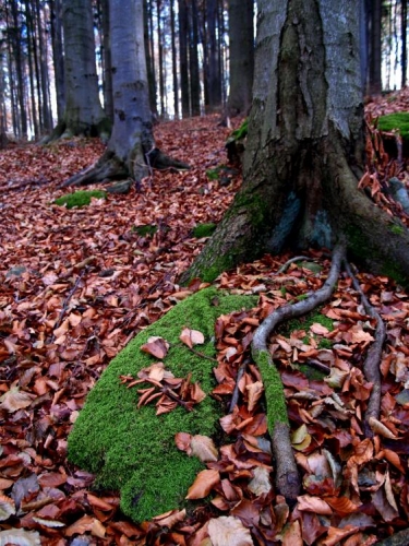 V rezervacích, které se nachází na západních svazích Bulového (Malá skála a Ptačí stěna), je chráněn podhorský smíšený les s převahou buku lesního a rozsáhlé mrazové sruby. Porosty jsou ponechány přirozenému vývoji. 