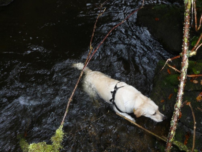 Vodní pes, neustále se koupající