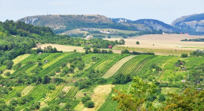 Objektiv přitáhl Stolovou horu, Sirotčí hrádek, Pálavu, strmou Soutěsku a Děvín (vše zleva). A také všudepřítomné vinice.