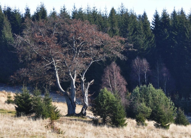 Pod Hadím vrchem.