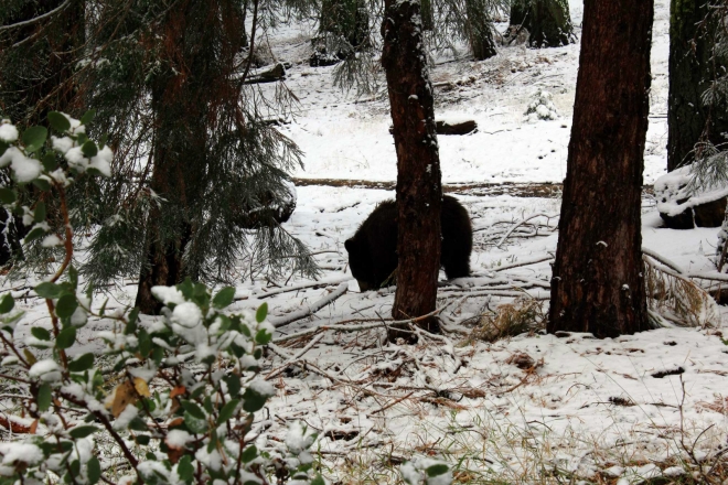 California, Sequoia National Park - medvěd baribal