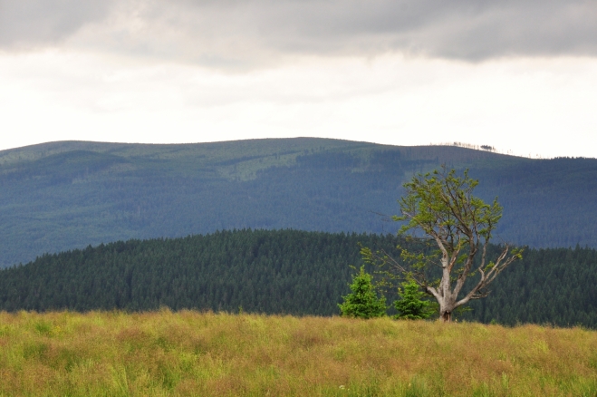 Hřeben Dřevéné hole převyšuje Plesná (1 336 m n. m.).