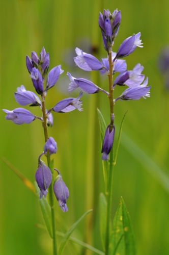 Sestup z Hadího vrchu provází první kapky ze zataženého nebe a také hledání orchidejí a jiných vzácných rostlinek.