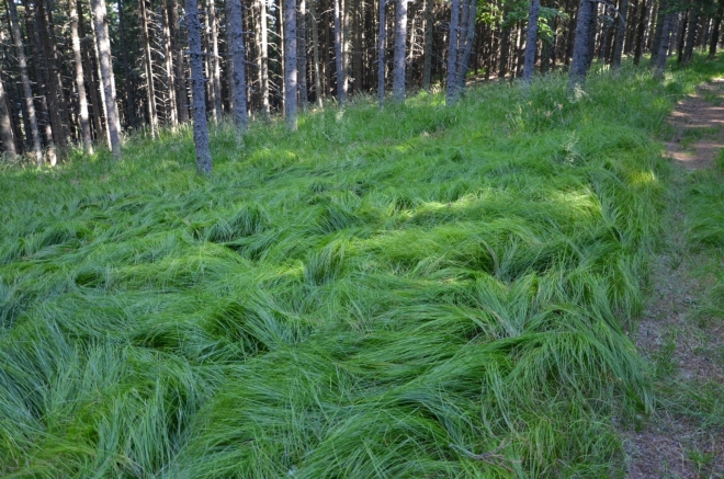 Tento nadýchaný travní koberec doslova láká k poležení a odpočinku, než si člověk uvědomí, kolik je v něm asi klíšťat.