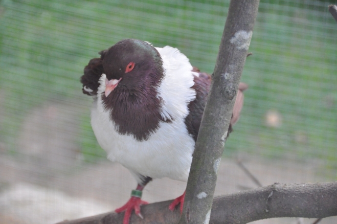 V botanické zahradě najdete i malou ZOO ohrádku.