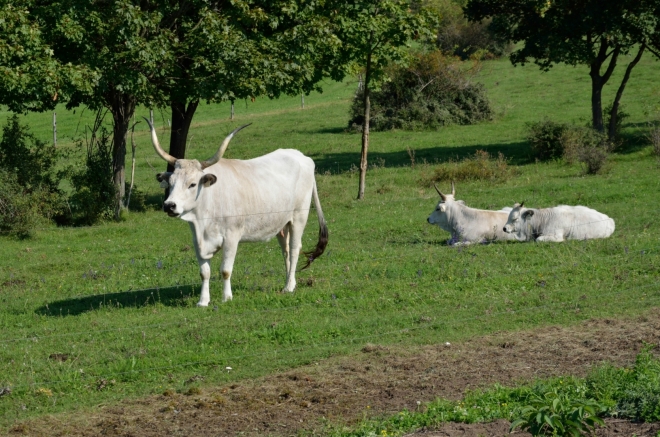 Při opačné straně jezera se pase maďarský stepní skot, asi nejimpozantnější krávy, co jsem kdy viděl naživo. Značení turistických tras začíná správně pomaďarsku pokulhávat, ale ztraceni se ještě necítíme.
