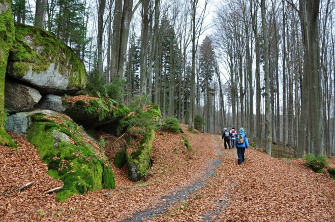 PP Pivonické skály začíná již u hranic. Nad námi je atraktivní Stříbrný vrch (936 m n. m.) s bučinovým porostem.