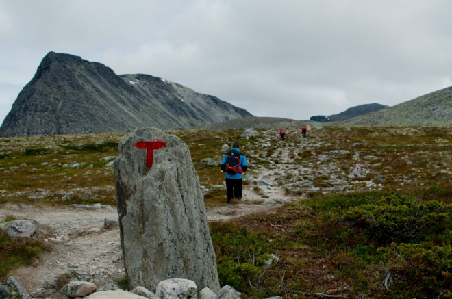 Poslušně následujeme červená téčka, kterými jsou v Norsku značeny téměř všechny turistické trasy. V pozadí vrchol Svartnuten (1840 m).