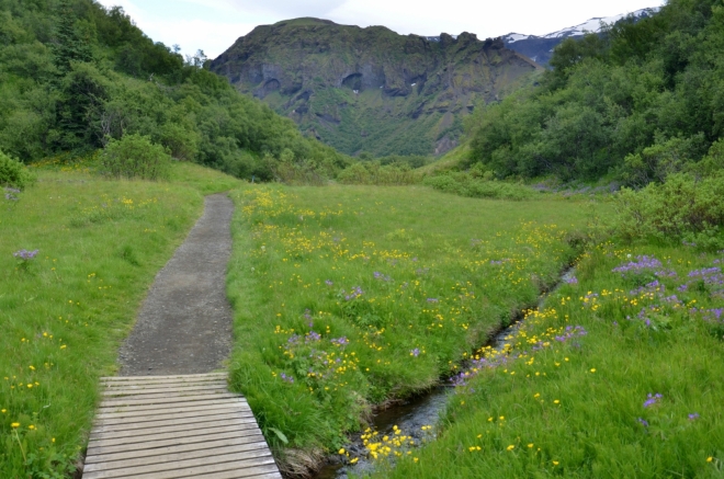 Krásně zelené údolí, kde si skoro nepřipadáme jako na Islandu. Ani tu téměř nefouká.