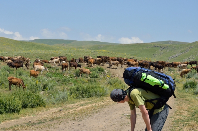 První pořádné setkání s horskými zvířaty – budeme muset překonat toto neprostupné stádo krav.
