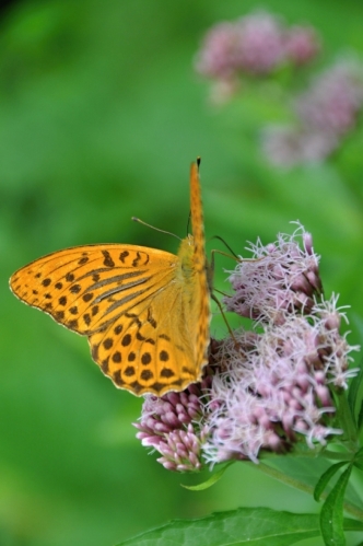 Perleťovec stříbropásek je až 8 cm velký motýl a často ho najdeme na lesních pasekách.
