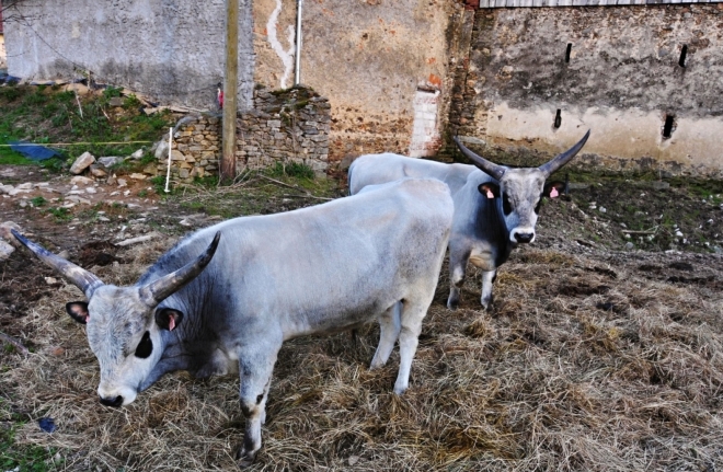 Zebu.