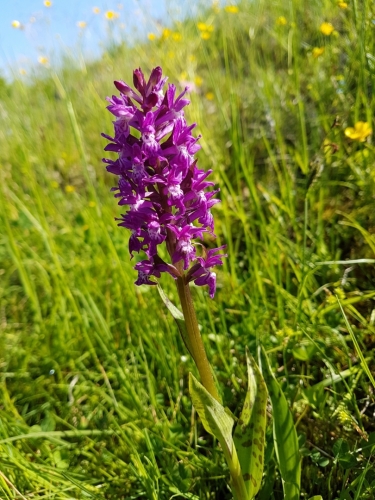 Prstnatec májový je chráněná orchidej, která si našla místo v podmáčené louce u rybníčka...