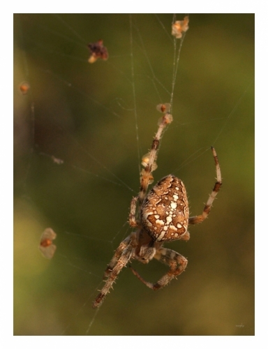 Fotografie uživatele Rony