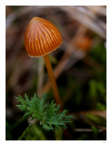 Fotografie uživatele Rony