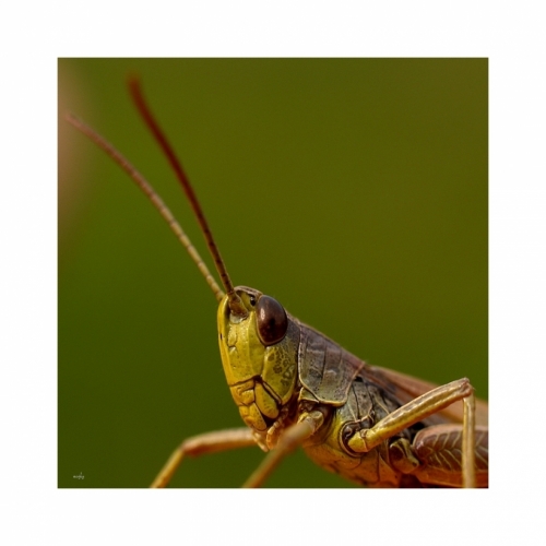 Fotografie uživatele Rony