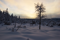 Zimní Šumava - pár obrázků
