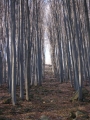 Lesní komplex je v masivu severozápadní části Blanského lesa, 2 km od obce Lipanovice. 