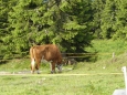 I tady pasou krávy, a tak si člověk chvílemi připadá jako v Alpách. Jen ten výhled je trochu jiný.