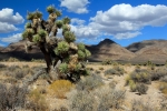 Yucca brevifolia - Juka krátkolistá (Joshua tree)