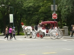 Koňské taxi po Central parku