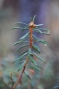 Rojovník bahenni je všude a je zde dominantní rostlinou.
