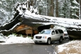 California, Sequoia National Park - Tunnel Log, 8 stop vysoký, 17 stop široký