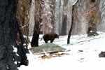 California, Sequoia National Park - mladý medvěd grizzly, volně žijící jedinec, obojek znamená, že jde o sledovaný kus