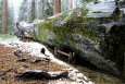 California, Sequoia National Park - Fallen Monarch v plné kráse