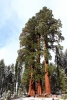 California, Sequoia National Park - mají své jméno, ale k velké lítosti nemáme zaznamenáno