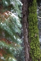 California, Sequoia National Park 