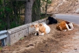 Národní park Aspromonte - sem se nehodí žádný spěch, pokud ovšem opodál zrovna nestojí býk