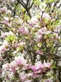 Rozkvetlé magnolie