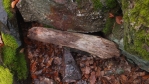 tohle je keška; pod kamenem a kusem dřeva je krabička, kam se zapisuje kdy a kdo kešku našel ... 