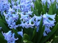 Hyacinty