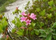 Kvetoucí rhododendron (jinak také pěnišník rezavý)