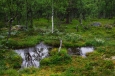 Národní park Rondane, Norsko