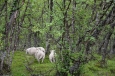 Národní park Rondane, Norsko