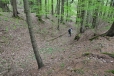 Prastará zemská stezka u Výhně je hluboce zařïznutá v měkkēm lesnīm terénu.