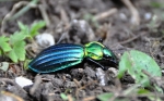 Střevlík zlatolesklý Carabus (Chrysocarabus) auronitens escheri Palliardi.