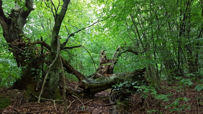 Údolí Brestového potoka skrývá úžasné prastaré stromy...