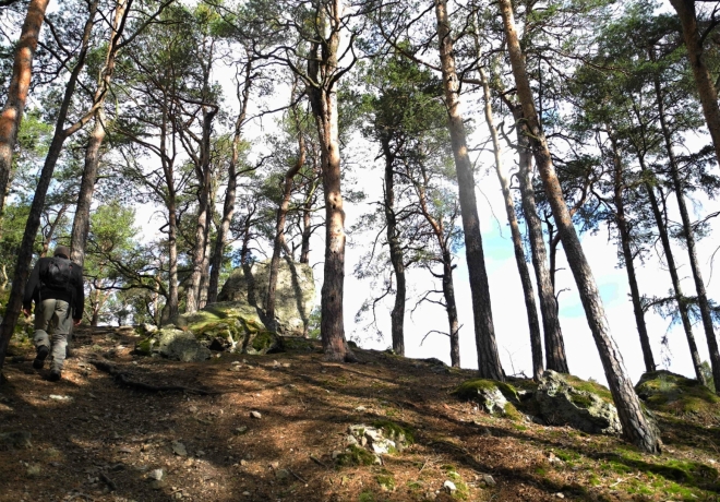 K vrcholu Kamenné báby vede pěšinka borovým lesem.