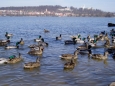 Ta se dnes stále rozrůstá a zpříjemňuje pobyt nejen turistům, ale i zvěři.