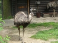 Emu