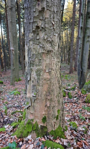 Ještě zbylo několik platanů, které kdysi lemovaly křížovou cestu.