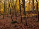 Klikatící se cesta nás nechává v klidu meditovat, nic neruší klid okolního lesa.